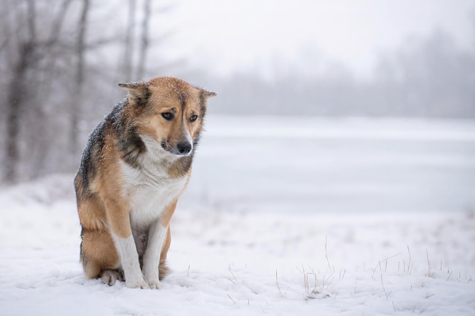 How Do I Know If My Dog Is Cold? Signs to Watch For