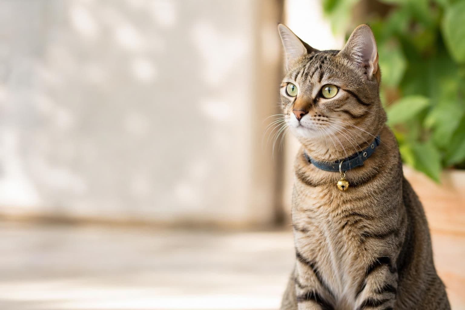 Is a Cat Collar With a Bell Safe? What to Know