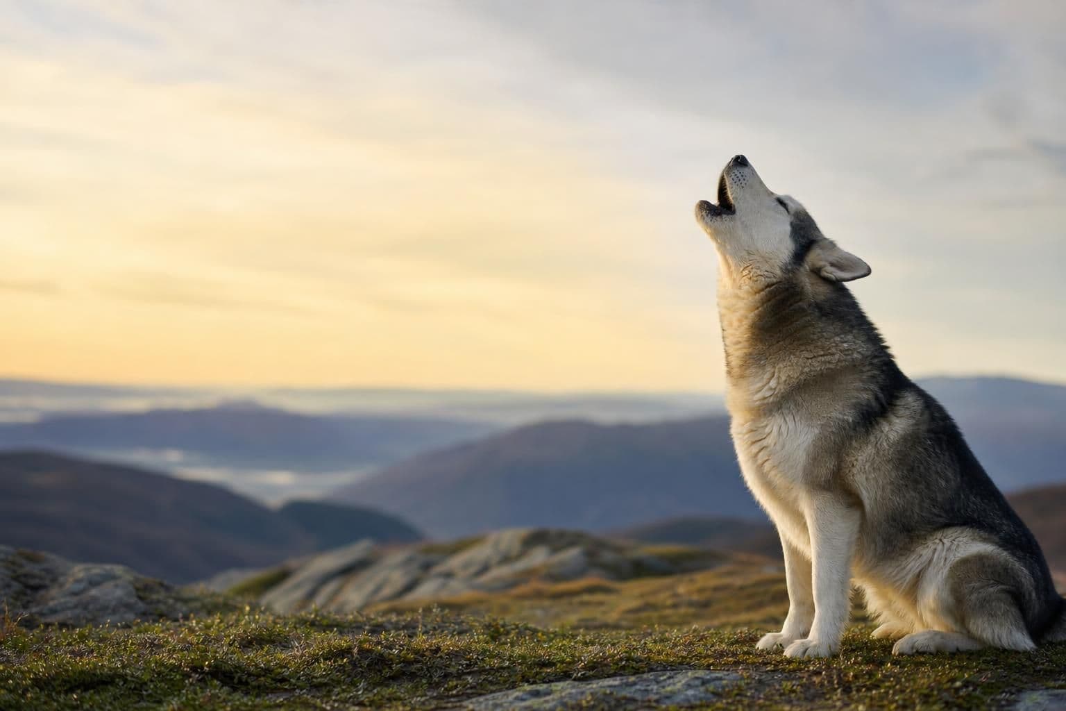 Why Do Dogs Howl? Common Causes and What to Do
