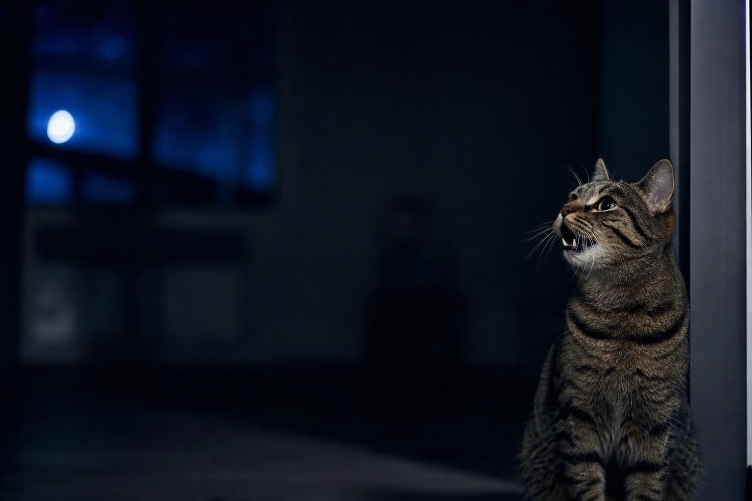 Why Does My Cat Meow at Night? Causes & Fixes