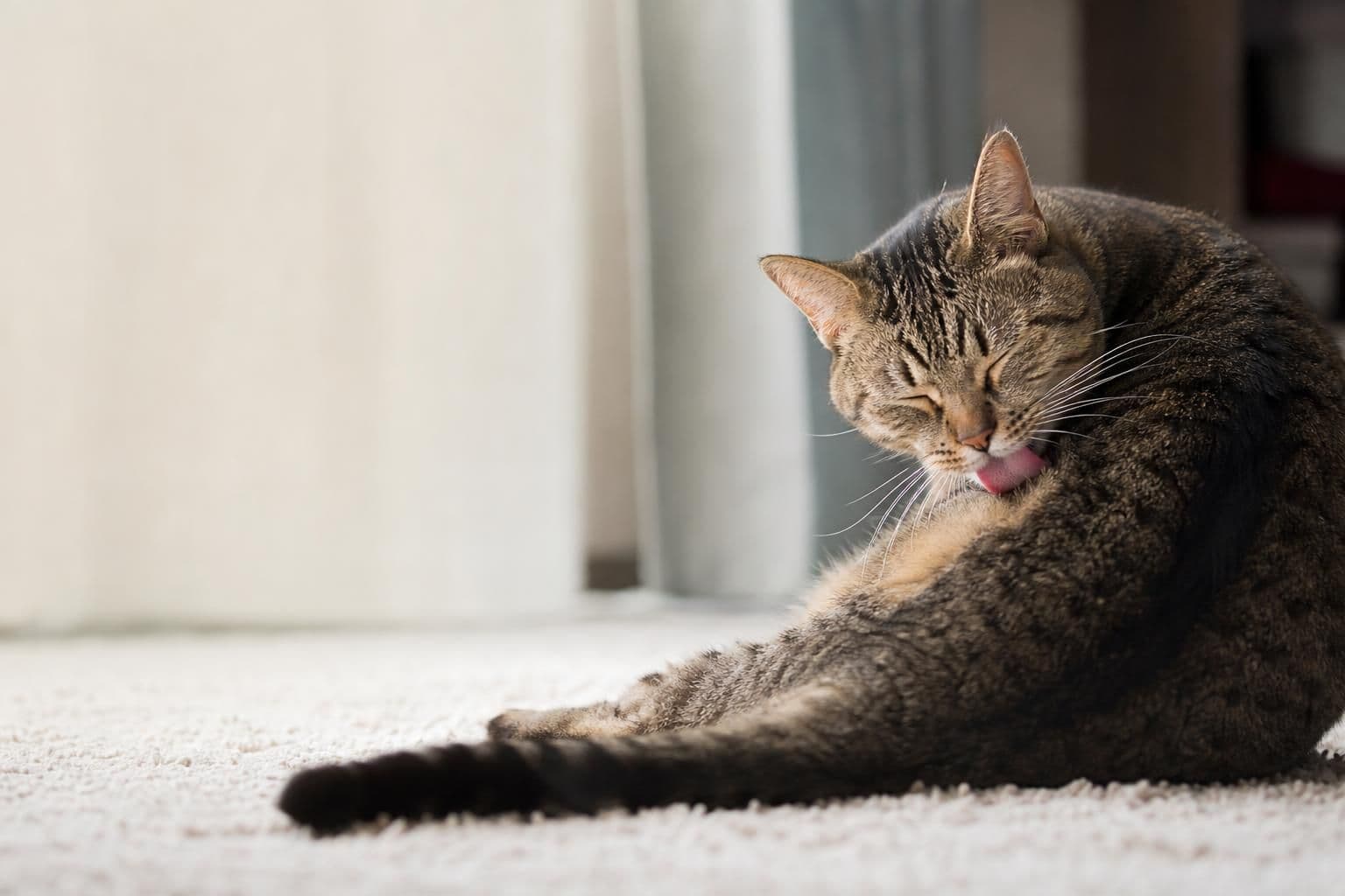 Why Does My Cat Overgroom? Causes & Fixes