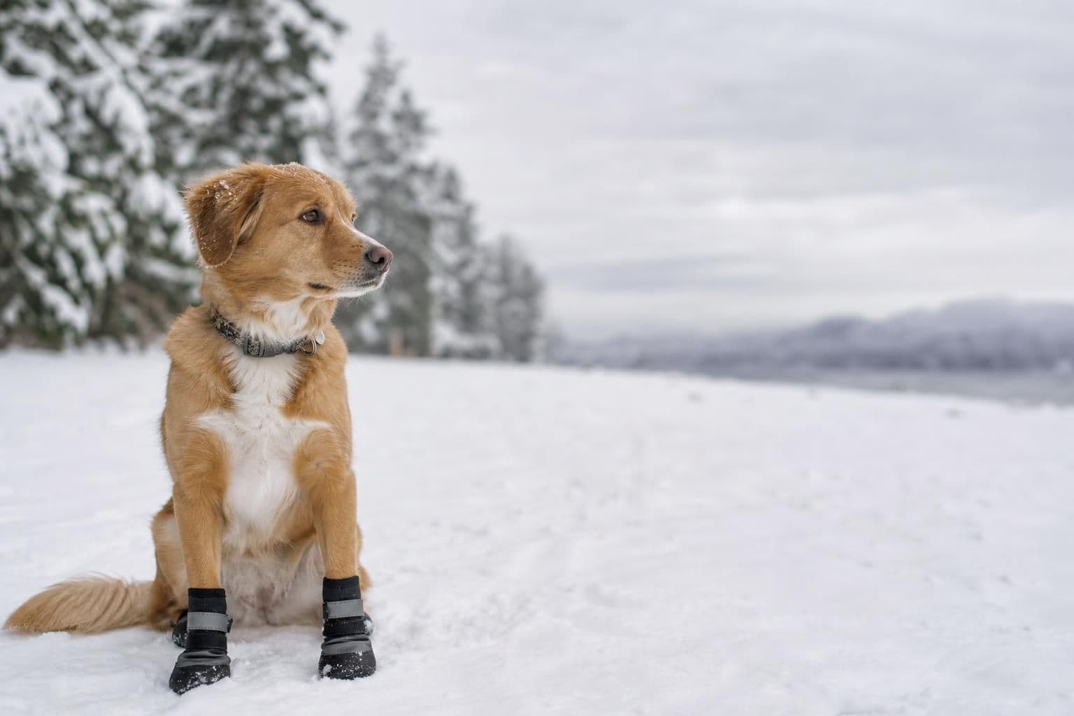 Why Does My Dog Refuse to Wear Booties?