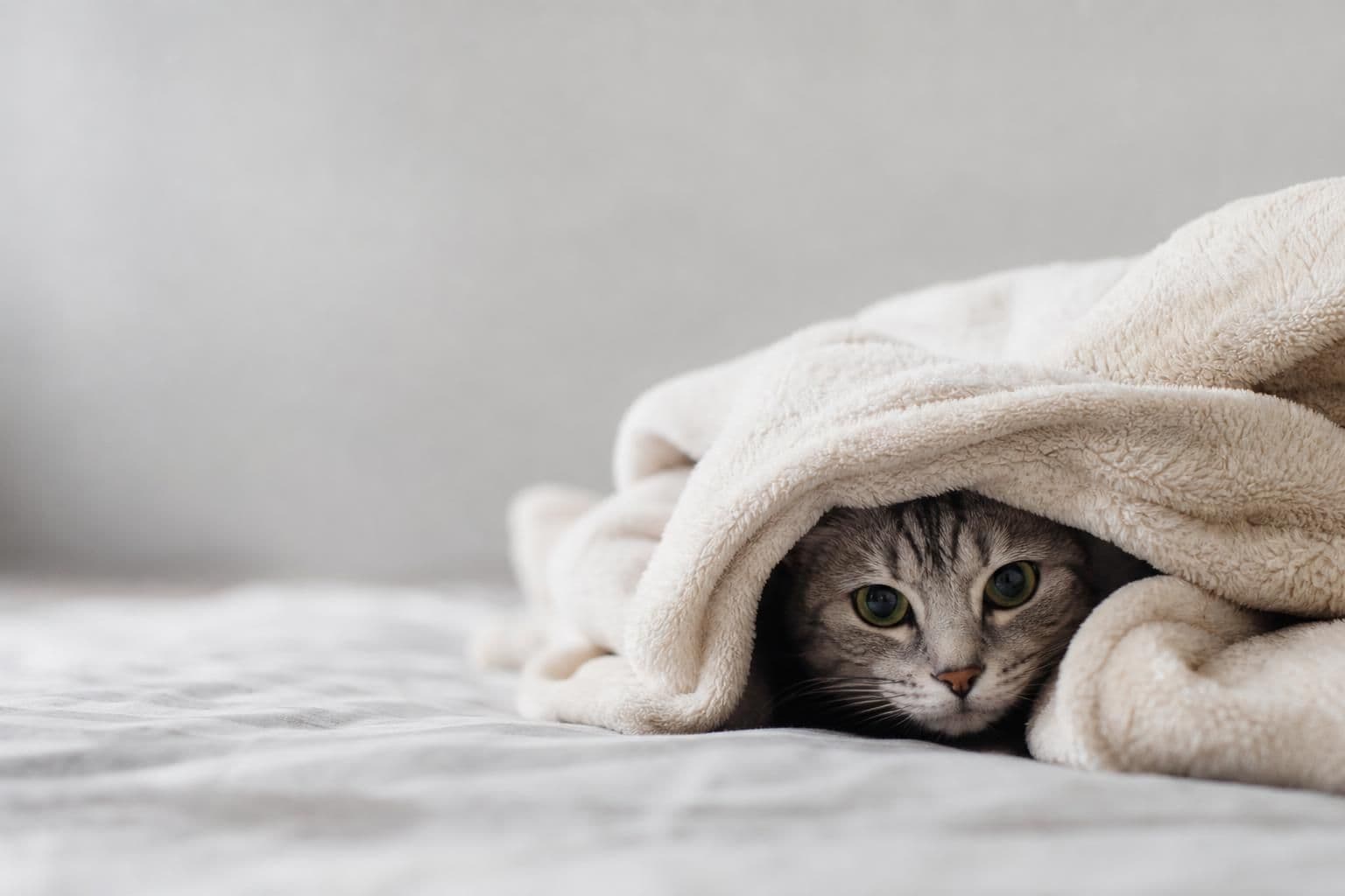 Why Is My Cat Hiding? Causes and What to Do
