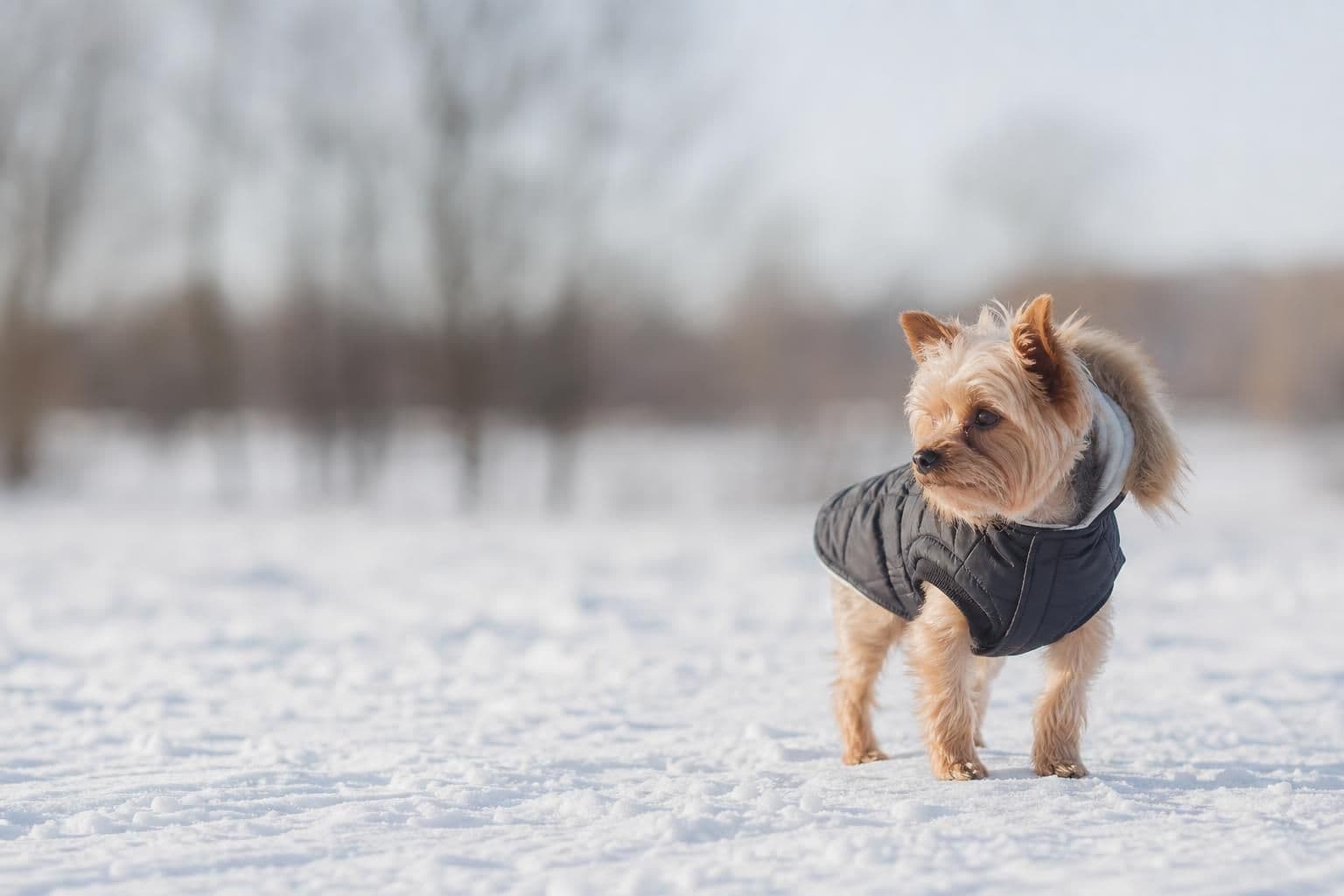 Winter Coat for Small Dogs: How to Get Accurate Sizing